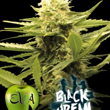 Black Dream Feminised Seeds Black Dream Feminised Seeds