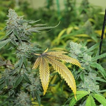 Black Triangle Regular Seeds - 11 Black Triangle Regular Seeds - 11