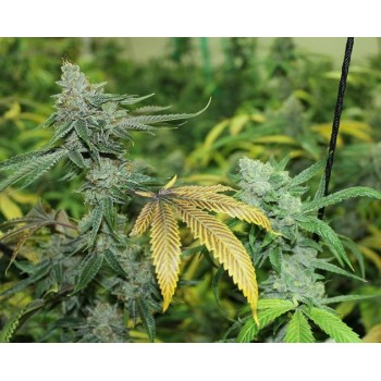Black Triangle Regular Seeds - 11