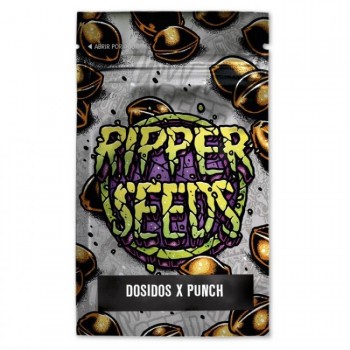 Do-Si-Dos x Purple Punch Feminised Seeds - 3 Do-Si-Dos x Purple Punch Feminised Seeds - 3