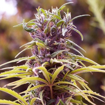 Durban Poison Feminised Seeds - 5 Durban Poison Feminised Seeds - 5