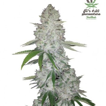 Gorilla Glue Auto Feminised Seeds Gorilla Glue Auto Feminised Seeds