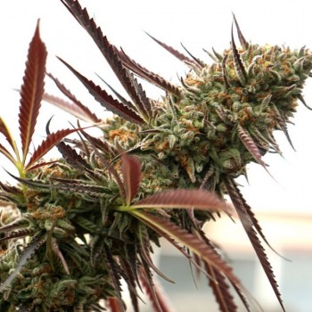 Ghost of NYC Feminised Seeds Ghost of NYC Feminised Seeds
