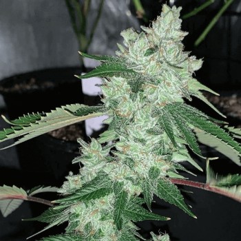 Grandma's Hashplant Regular Seeds - 11 Grandma's Hashplant Regular Seeds - 11