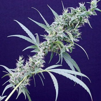 Neville's Haze x Mango Regular Seeds - 18 Neville's Haze x Mango Regular Seeds - 18