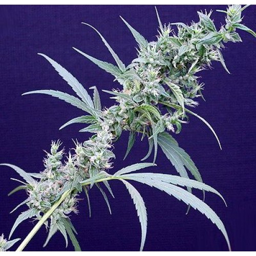 Neville's Haze x Mango Regular Seeds - 18 Neville's Haze x Mango Regular Seeds - 18