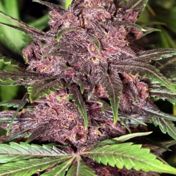 Black Haze Auto Feminised Seeds Black Haze Auto Feminised Seeds