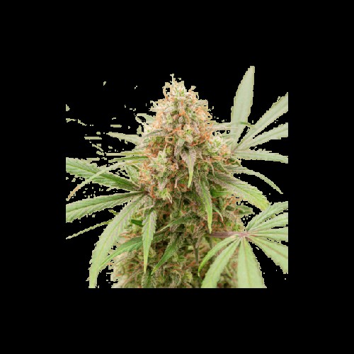 AK Triple Haze Auto Feminised Seeds AK Triple Haze Auto Feminised Seeds