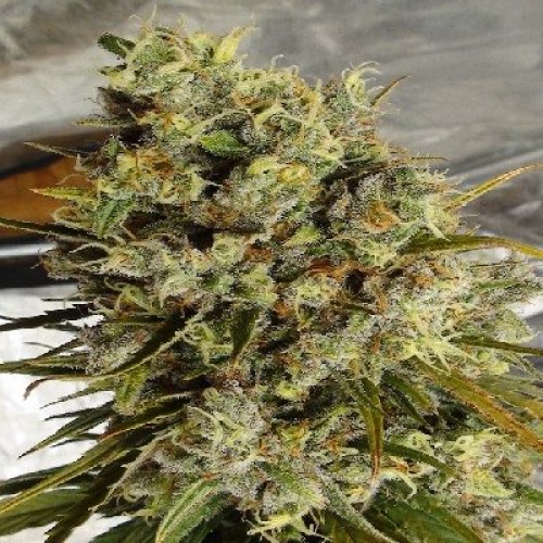 C5 Haze x Kali China Feminised Seeds - 5 C5 Haze x Kali China Feminised Seeds - 5