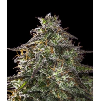 Blueberry Cheesecake Auto Feminised Seeds Blueberry Cheesecake Auto Feminised Seeds