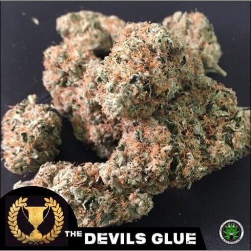 Devil's Glue Feminised Seeds Devil's Glue Feminised Seeds
