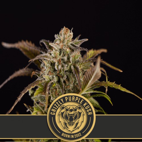 Grizzly Purple Kush Feminised Seeds Grizzly Purple Kush Feminised Seeds