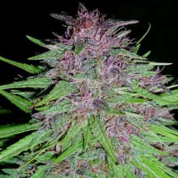 Erdpurt Feminised Seeds