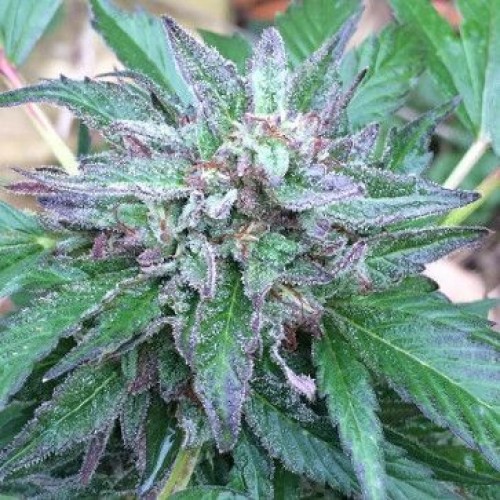 Early Bubba Regular Seeds - 10 Early Bubba Regular Seeds - 10