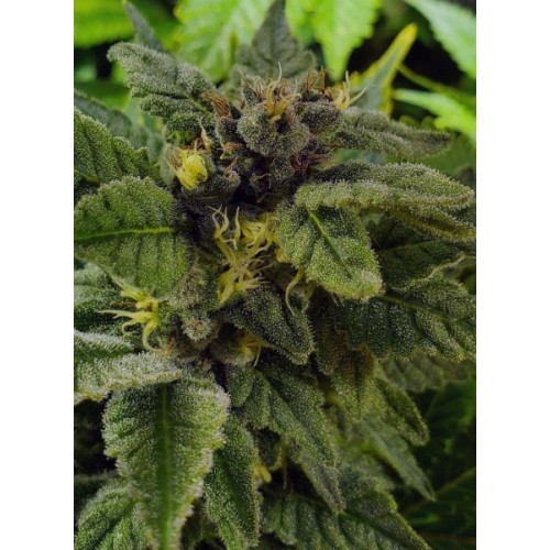 Elliot's Sister Regular Seeds - 12