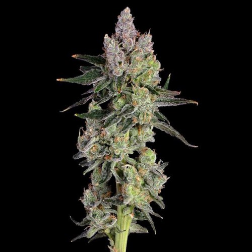 Equilibrium Feminised Seeds Equilibrium Feminised Seeds