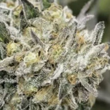 Eternal Sunshine Regular Seeds - 11 Eternal Sunshine Regular Seeds - 11