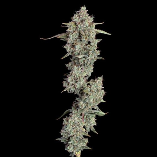 Everglades OG Auto Feminised Seeds Everglades OG Auto Feminised Seeds