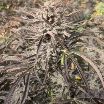 EZ Bake AUTO Feminised Seeds - 5 EZ Bake AUTO Feminised Seeds - 5