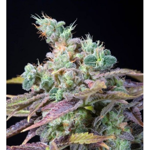 Txomango Feminised Seeds Txomango Feminised Seeds