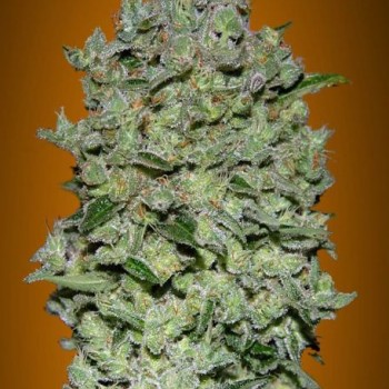 Biodiesel Mass XXL Auto Feminised Seeds Biodiesel Mass XXL Auto Feminised Seeds