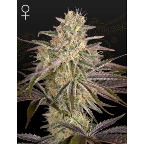 Cloud Walker Feminised Seeds Cloud Walker Feminised Seeds