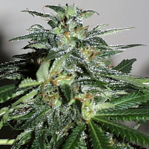 Cyber Cristal Feminised Seeds - 5 Cyber Cristal Feminised Seeds - 5