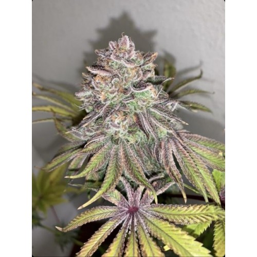 Limón Picón Regular Seeds - 3