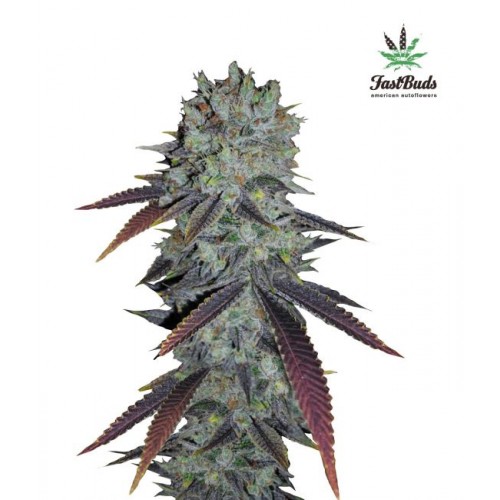 Fastberry Auto Feminised Seeds