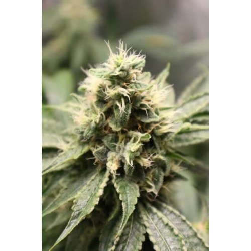 Chemhead OG Feminised Seeds - 5