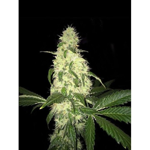 Afghaniberry Regular Seeds (Limited Edition) - 5+1
