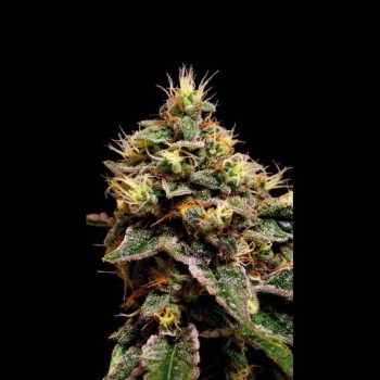 Kabrales Feminised Seeds Kabrales Feminised Seeds