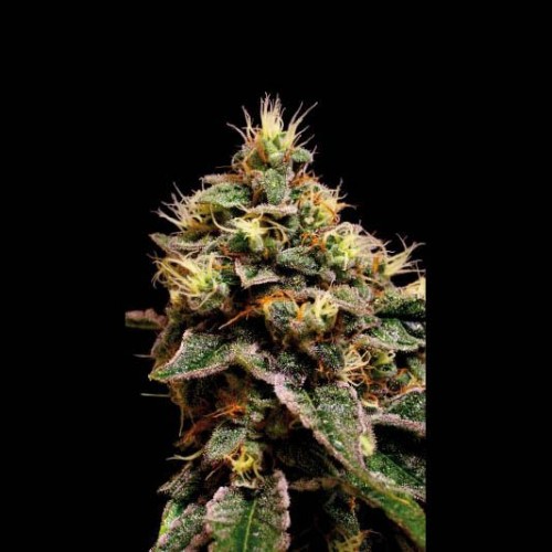 Kabrales Feminised Seeds Kabrales Feminised Seeds