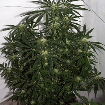 Early Skunk Haze Regular Seeds - 18 Early Skunk Haze Regular Seeds - 18