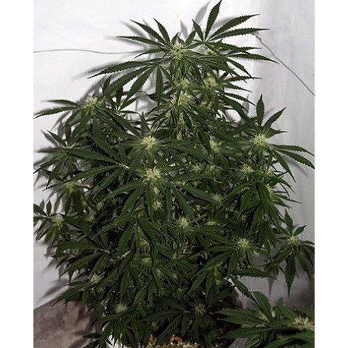 Early Skunk Haze Regular Seeds - 18