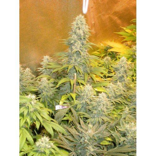 Double Dutch Regular Seeds - 11 Double Dutch Regular Seeds - 11