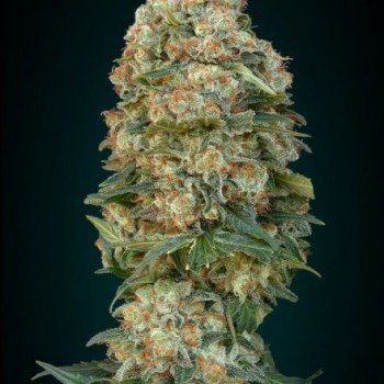 Collection #4 Auto Feminised Seeds - 6 Collection #4 Auto Feminised Seeds - 6