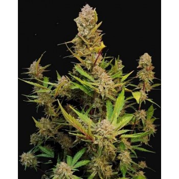 Apricot Auto Feminised Seeds