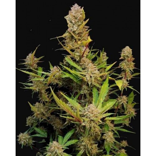 Apricot Auto Feminised Seeds Apricot Auto Feminised Seeds