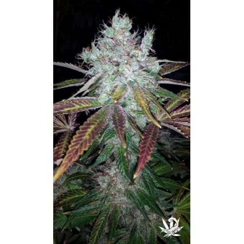 Super Lemon Jack Feminised Seeds - 5