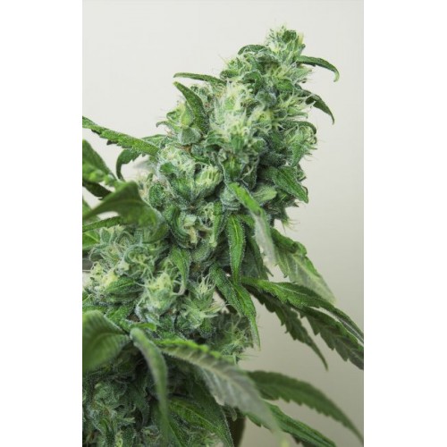 Digweed Feminised Seeds - 6