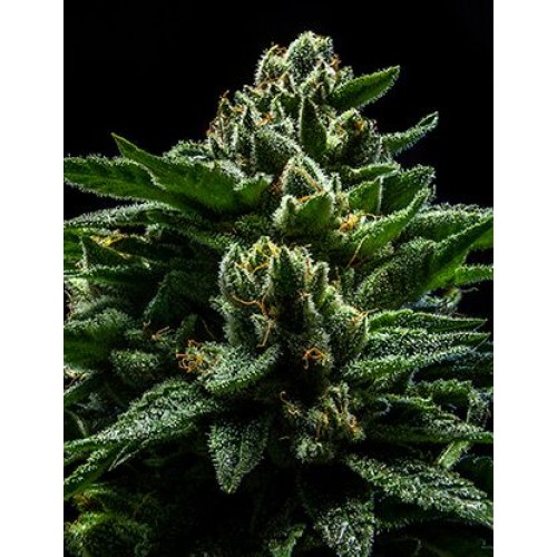 DO-G Feminised Seeds