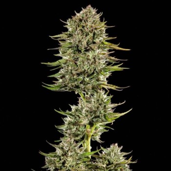 Face Gas AUTO Feminised Seeds - 5 Face Gas AUTO Feminised Seeds - 5