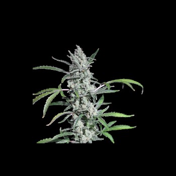 Fat Pete's Cookies Auto Feminised Seeds - 8 Fat Pete's Cookies Auto Feminised Seeds - 8