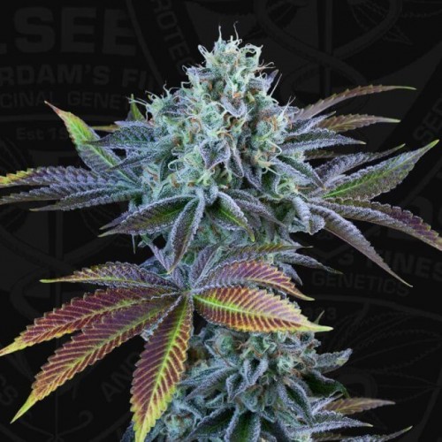 French Cookies Auto Feminised Seeds French Cookies Auto Feminised Seeds