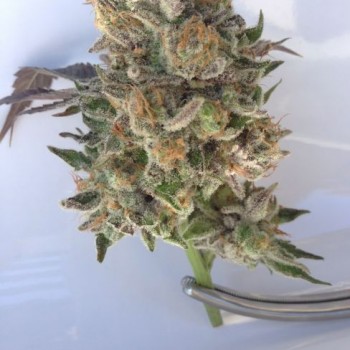Phantom Kush Regular Seeds - 10 Phantom Kush Regular Seeds - 10