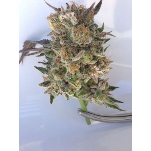 Phantom Kush Regular Seeds - 10
