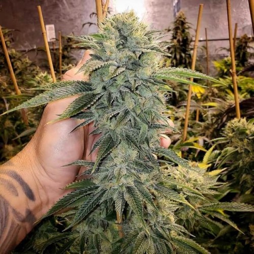 Geist OG FAST Feminised Seeds Geist OG FAST Feminised Seeds