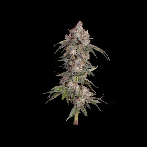 Game Over Feminised Seeds Game Over Feminised Seeds
