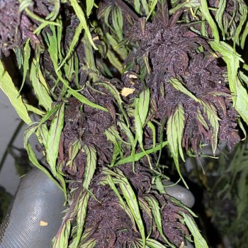 Glu CBD Auto Feminised Seeds - 5 Glu CBD Auto Feminised Seeds - 5
